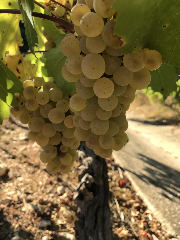 Pendentif épingle Grappe De Raisin - Cristal Lavande Bleu, Tons Argentés - Neuf Sans Emballage - Idéal Pour Amateurs De Vin